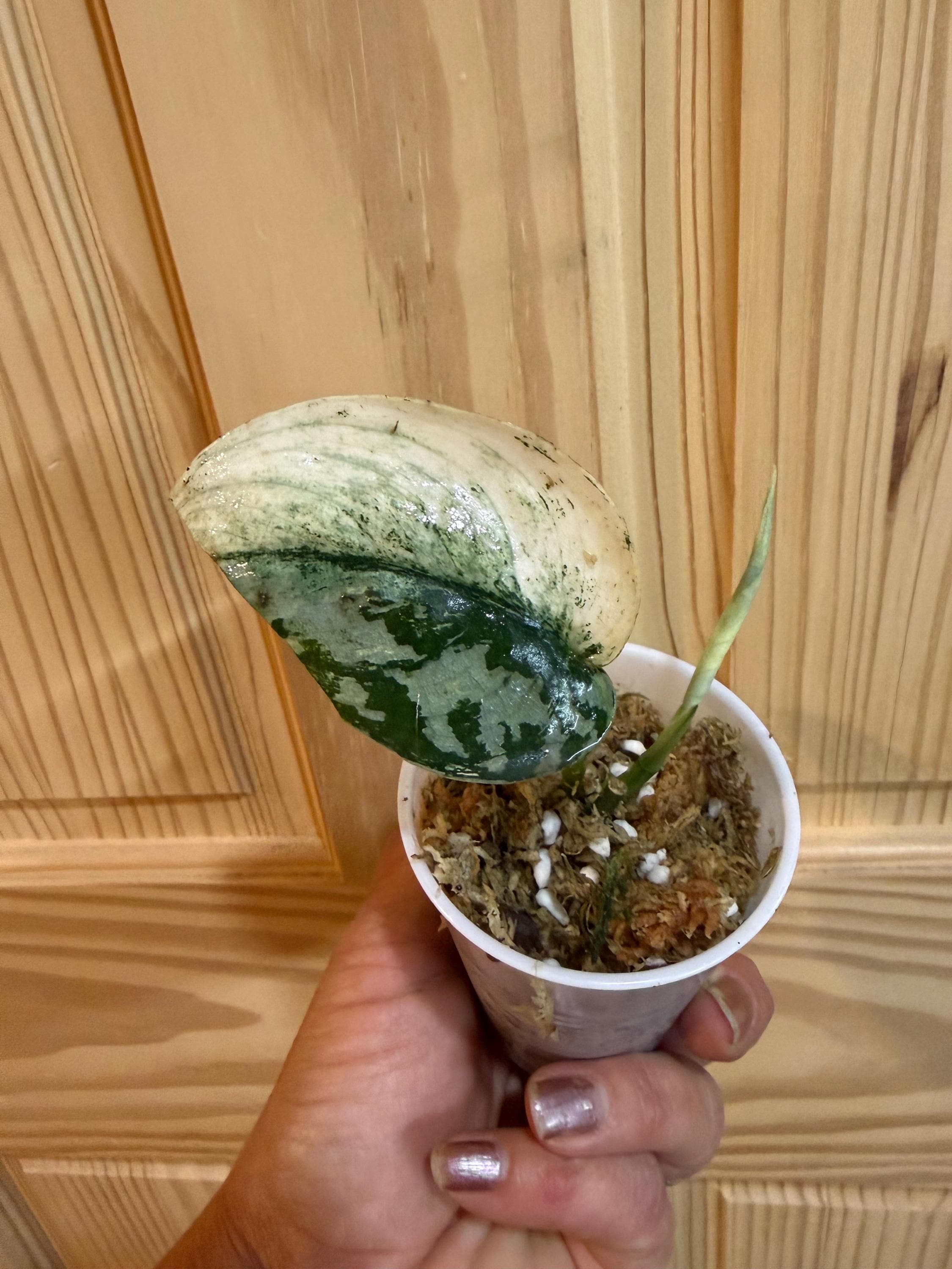 Scindapsus Mariposa - Etsy