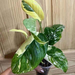 May include: A variegated Philodendron plant in a clear plastic pot. The leaves feature a mix of deep green, light green, and creamy yellow patterns. The plant has multiple stems and broad, glossy foliage with distinct color variegation throughout.