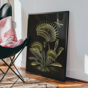 Kunstdruck mit fleischfressenden Pflanzen, gotisches botanisches Poster, antike Gravur als Wandbild, Venusfliegenfalle-Dekoration