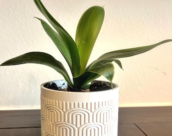 3D Printed Indoor Planter | Modern Geometric Desk & Shelf Decor