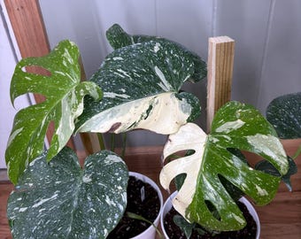 Monstera Thai Con | 6in pot