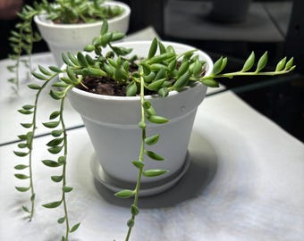 String Of Bananas | 4 inch | Live Succulent | House Plant | Indoor Plant