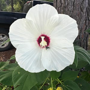 Hardy Hibiscus seeds