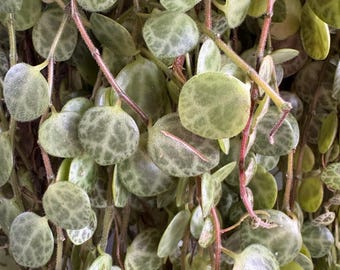 String Of Turtles | 3 four + inch cuttings | live succulent