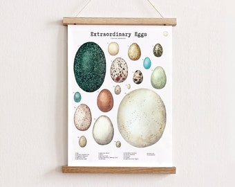 Bird Egg Poster: Spring Nature Study, Classroom Decor (Digital Download)