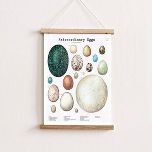 Cartel de huevo Primavera Naturaleza Imprimible Pájaro Huevo Primavera Aula Decoración Digital Descargar Montessori Estudio de la Naturaleza Charlotte Mason Cavallini Cartel