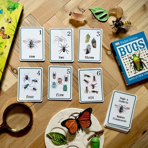 Tarjetas flash Número Tarjetas flash imprimibles para jardín de infantes Insectos preescolares Contando Tarjetas flash imprimibles Charlotte Mason 123 Tarjetas de naturaleza