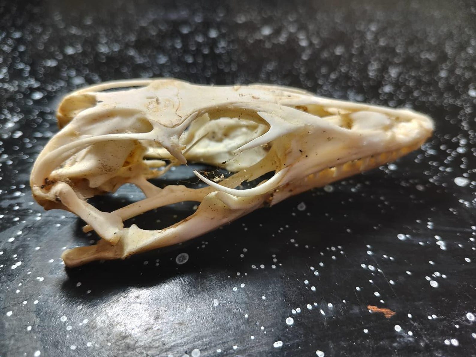 Water Monitor Lizard - Taxidermy / Skeleton - Head Only - 8cm - Etsy