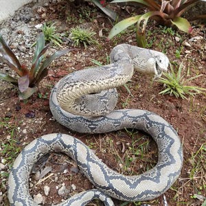 May include: A large snake with a patterned gray and black body is coiled on the ground. The snake is surrounded by plants and dirt. The snake's head is raised, and its mouth is open. The snake's scales are visible.