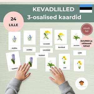Eesti kevadlilled Montessori õppekaardid - 24 Tarjetas flash de flores de primavera estonias con fotografías reales PDF