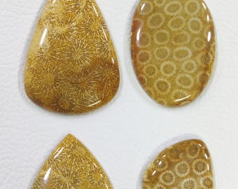 Natural Fossil Coral Cabochon: Loose Gemstone for Jewelry Making
