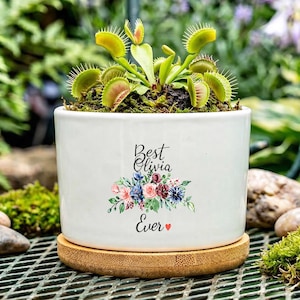 May include: A white ceramic planter with a bamboo base, featuring a Venus flytrap plant. The planter is decorated with a floral design and the text "Best Olivia Ever". The plant has green and red leaves.
