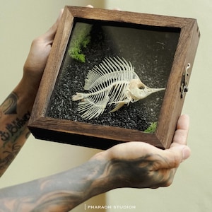 Framed Butterflyfish Skeleton Specimen: Ethical Marine Osteology Art | Curiosity Cabinet Display