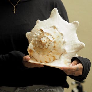 Pode incluir: Uma grande concha de cor creme com um padrão em espiral e uma superfície texturizada. A concha é segurada em frente a uma camisa preta. A concha tem uma aparência natural e orgânica, com tons de castanho e bege.