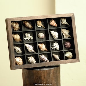 Kuratierte Muschelsammlung mit seltenen lokalen Muscheln in Holzvitrinenbox – Küsten- und Nautikdekor, Kabinett der Raritäten
