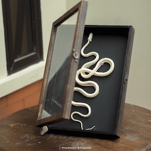 Framed Rat Snake Skeleton (Ptyas korros): Ethical Osteology Art | Curiosity Cabinet & Natural Bone Display