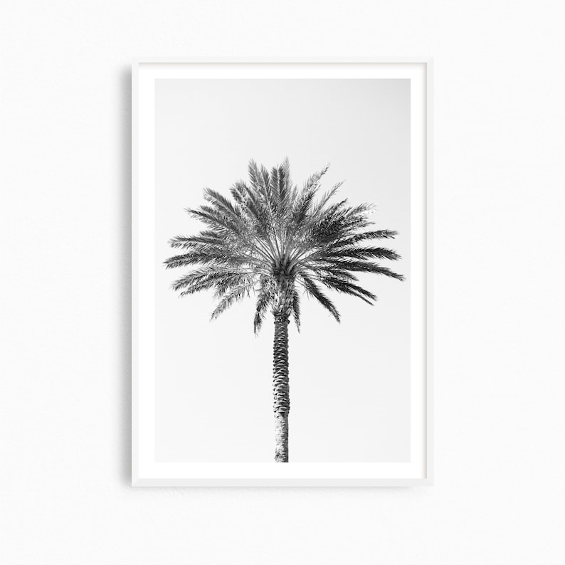Palm tree photography print, black and white fine art photograph, large minimalist wall art, contemporary oversized photo for tropical decor image 1