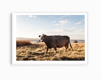 Cow wall art, large brown cow photography print, English landscape photograph, farm animals print, farmhouse decor, bovine art gift