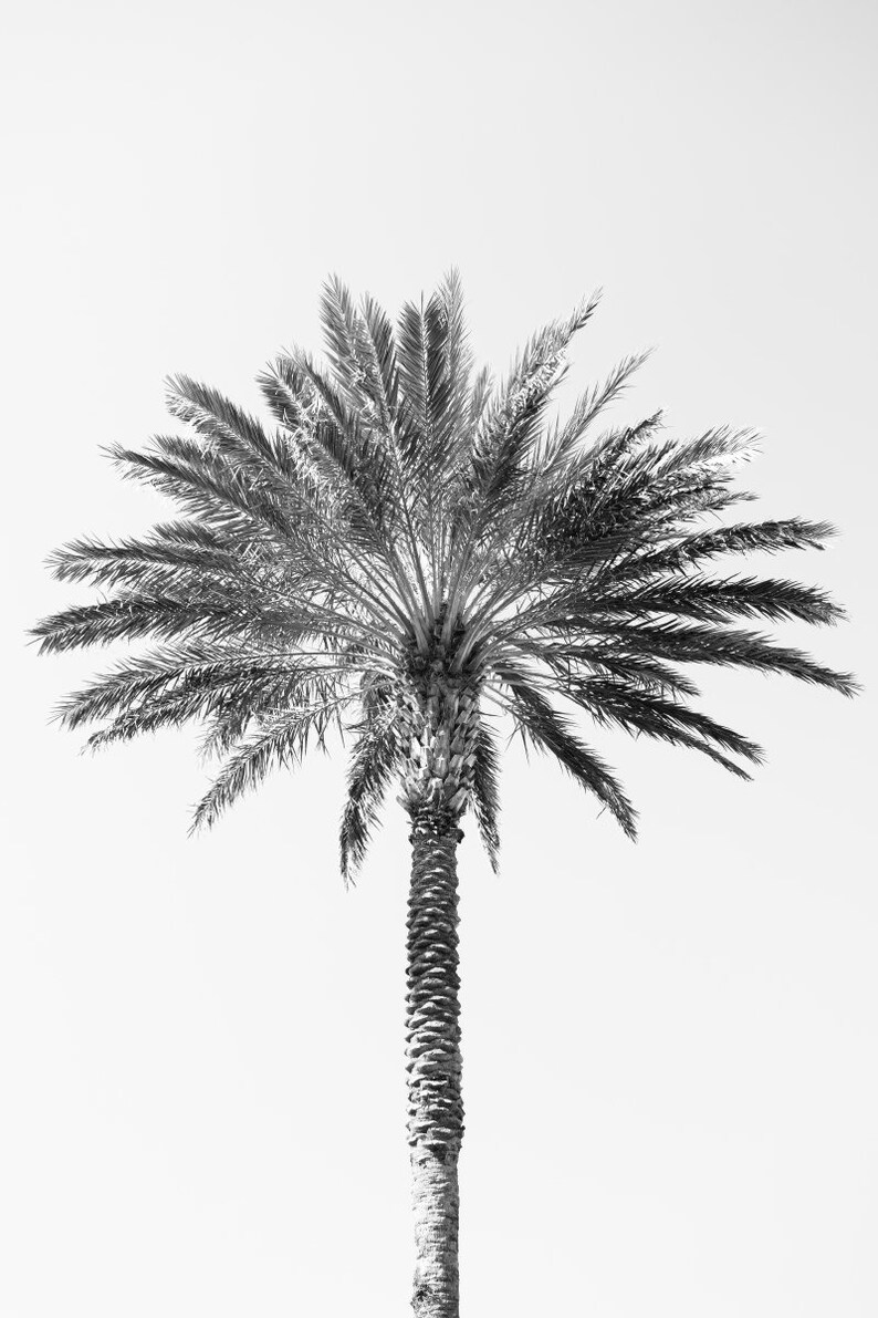 Palm tree photography print, black and white fine art photograph, large minimalist wall art, contemporary oversized photo for tropical decor image 9