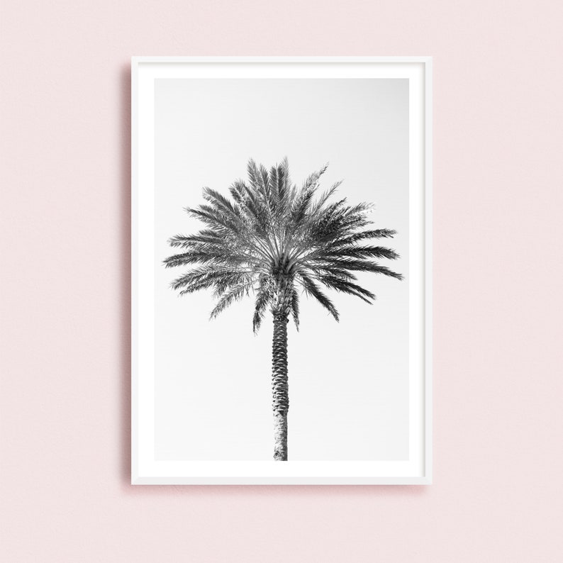 Palm tree photography print, black and white fine art photograph, large minimalist wall art, contemporary oversized photo for tropical decor image 8