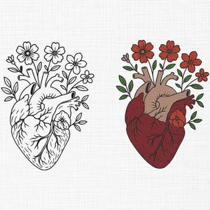 Op de afbeelding: Twee illustraties van een menselijk hart met bloemelementen. Eén is een zwart-wit lijntekening, en de andere is een gekleurde versie met een rood hart, bruinachtige bovenkamers en rode bloemen met groene bladeren.