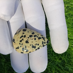 May include: A teardrop-shaped, polished stone with a light yellow base and numerous black spots. The stone is held in a white glove, with green grass visible in the background. The stone's surface is smooth and reflective.