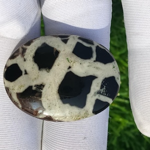 May include: Oval-shaped stone with a black and white pattern. The stone has a polished surface with a mix of black, white, and brown colors. The stone is held by a person wearing white gloves.
