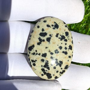 May include: Oval-shaped dalmatian jasper stone with a cream-colored base and black spots. The polished stone is held in a white glove against a backdrop of green grass. The stone's smooth surface reflects light.
