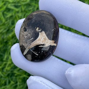 May include: An oval-shaped, polished stone with a dark, speckled background. Embedded within the stone are light-colored, organic shapes and lines, creating a unique pattern. The stone is held by a gloved hand, showcasing its smooth surface and natural beauty.