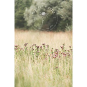 May include: A photograph of a field of tall grass and purple wildflowers, with a blurred background. The image has a vintage aesthetic, with a circular logo at the top that reads "SHUTTER & STILL" and "PEACEFUL PHOTOGRAPHY".