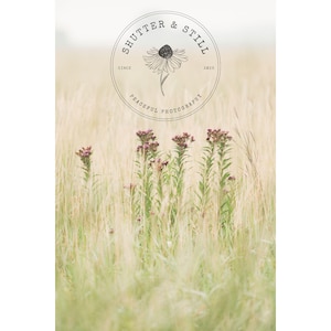 Purple Pink Prairie Meadow Flowers - Original Stock Photo - Etheral Meadow with Negative Space for Text - Personal Use: Decor, Blog, Crafts
