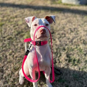 1 inch Basic Buckle Collar