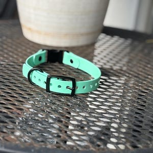 3/4 inch Basic Buckle Collar
