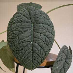 Cormi di Alocasia Melo (bulbilli) – Rara pianta tropicale da appartamento – Facile da coltivare