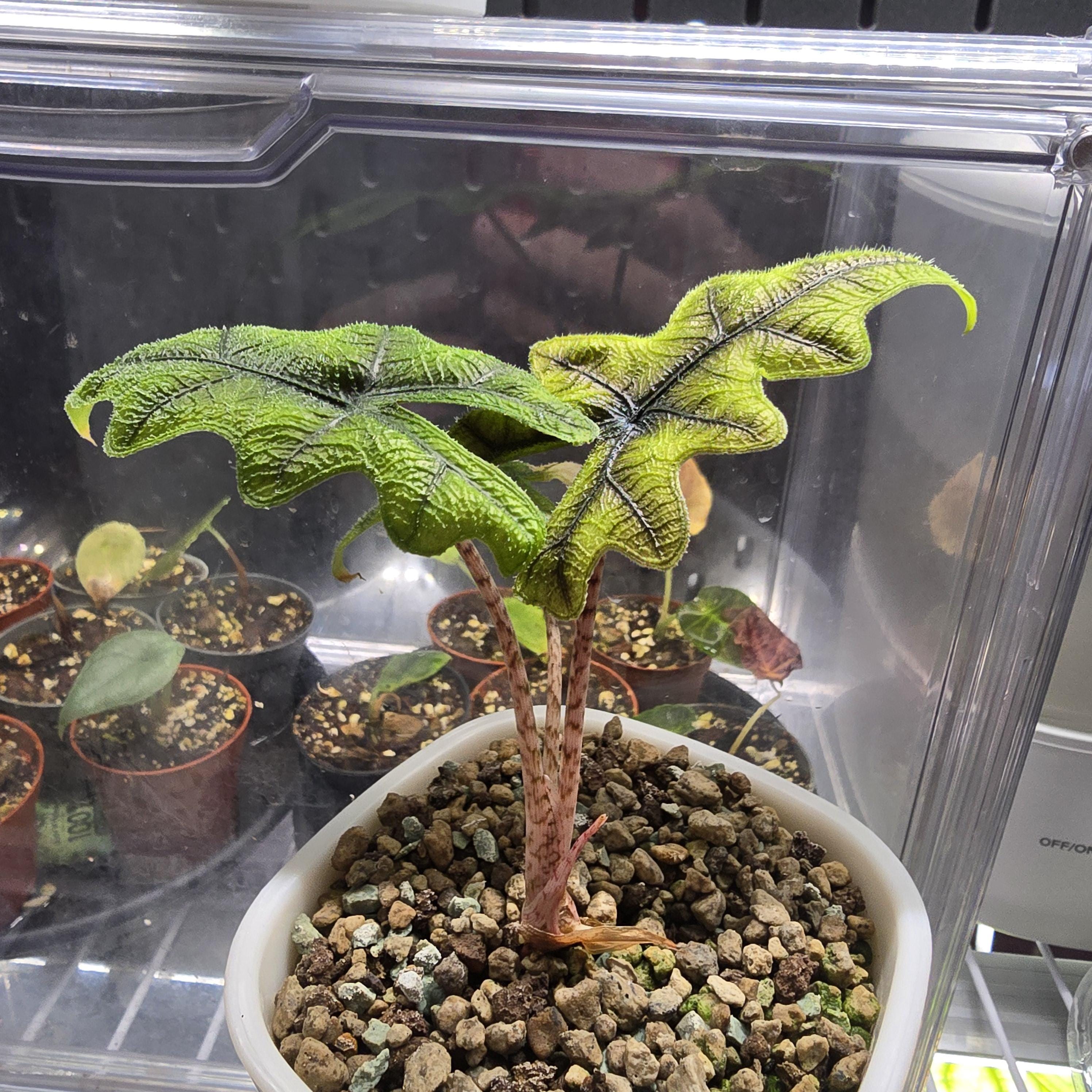 alocasia jacklyn variegated