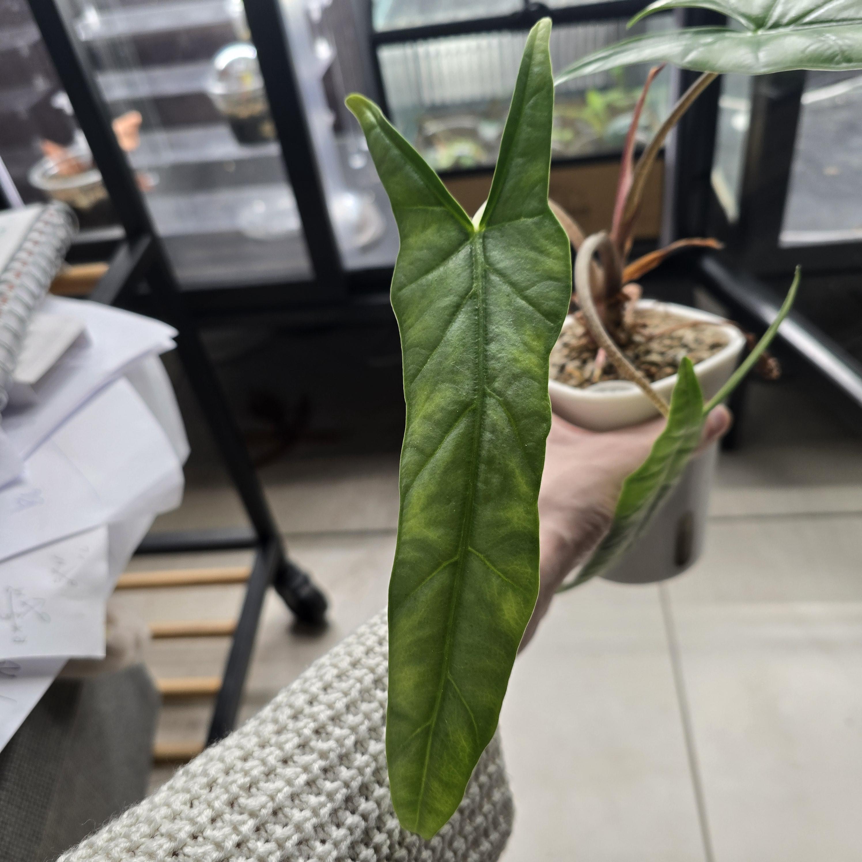 Alocasia serendipity variegated - Etsy 日本