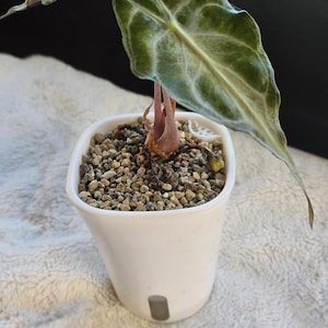 May include: A small potted Alocasia plant with large, green leaves featuring prominent veining. The leaves have a unique shape and are set against a white pot filled with small pebbles. The plant sits on a soft, white surface.