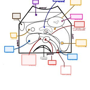 May include: A hand-drawn diagram of renal vasculature, with labeled boxes and lines. The diagram includes the words "anterior", "posterior", "right", and "left". The title "Renal Vasculature" is written in pink cursive at the bottom.