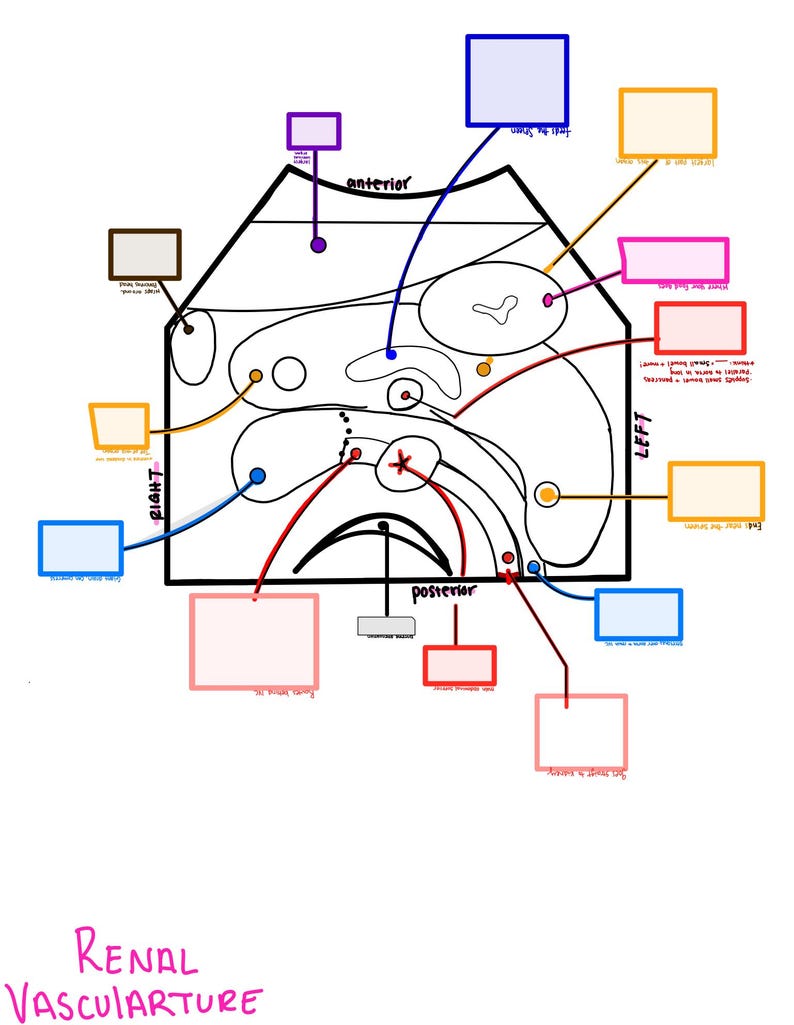 May include: A hand-drawn diagram of renal vasculature, with labeled boxes and lines. The diagram includes the words "anterior", "posterior", "right", and "left". The title "Renal Vasculature" is written in pink cursive at the bottom.