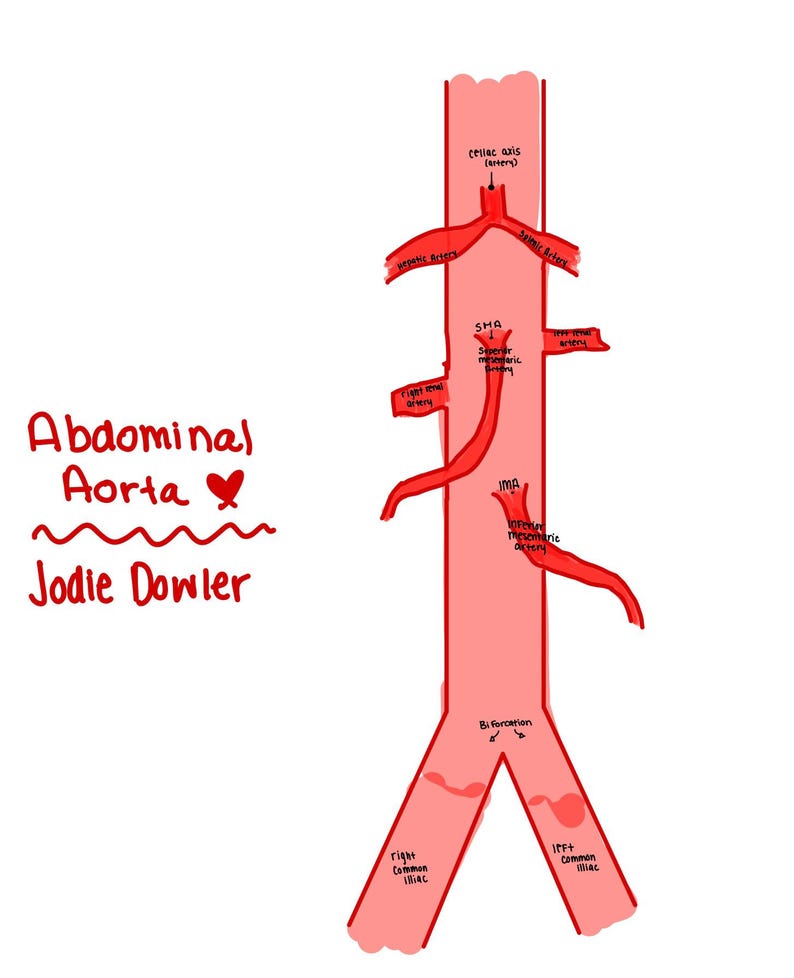 May include: A hand-drawn illustration of the abdominal aorta, depicted in red, with labeled arteries and anatomical features. The text "Abdominal Aorta" and "Jodie Dowler" are also included.