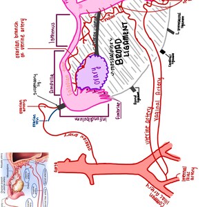 May include: Anatomy diagram of the female reproductive system, hand-drawn with pink, red, and black ink. Key parts labeled include the ovary, fallopian tube, and uterine artery. The diagram also shows the broad ligament and other related structures.