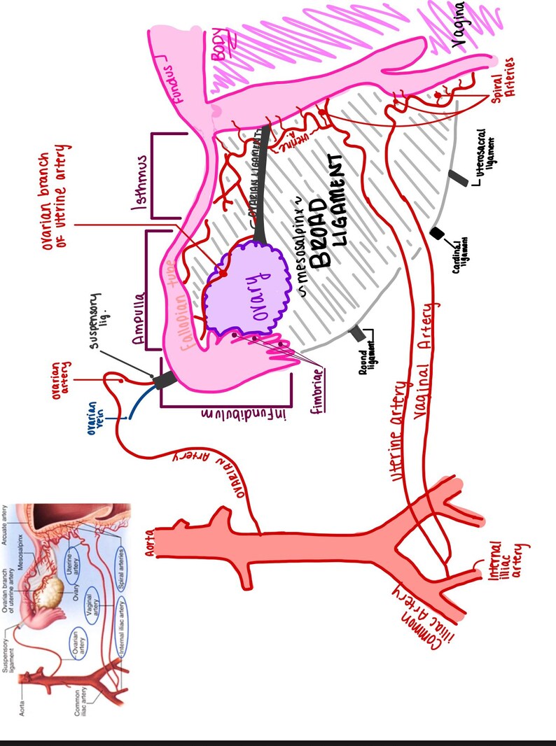 May include: Anatomy diagram of the female reproductive system, hand-drawn with pink, red, and black ink. Key parts labeled include the ovary, fallopian tube, and uterine artery. The diagram also shows the broad ligament and other related structures.