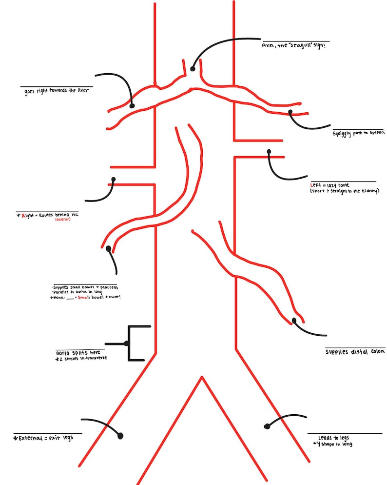 May include: A diagram of the human aorta and its branches, drawn in red on a white background. The diagram includes labels such as "Aka, the 'seagull' sign!" and "Supplies distal colon." The aorta splits into two legs.