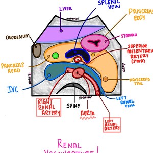 May include: Anatomical illustration of the renal vasculature, featuring labeled diagrams of the liver, pancreas, stomach, and major blood vessels. The text "Renal Vasculature!" is written in pink at the bottom.