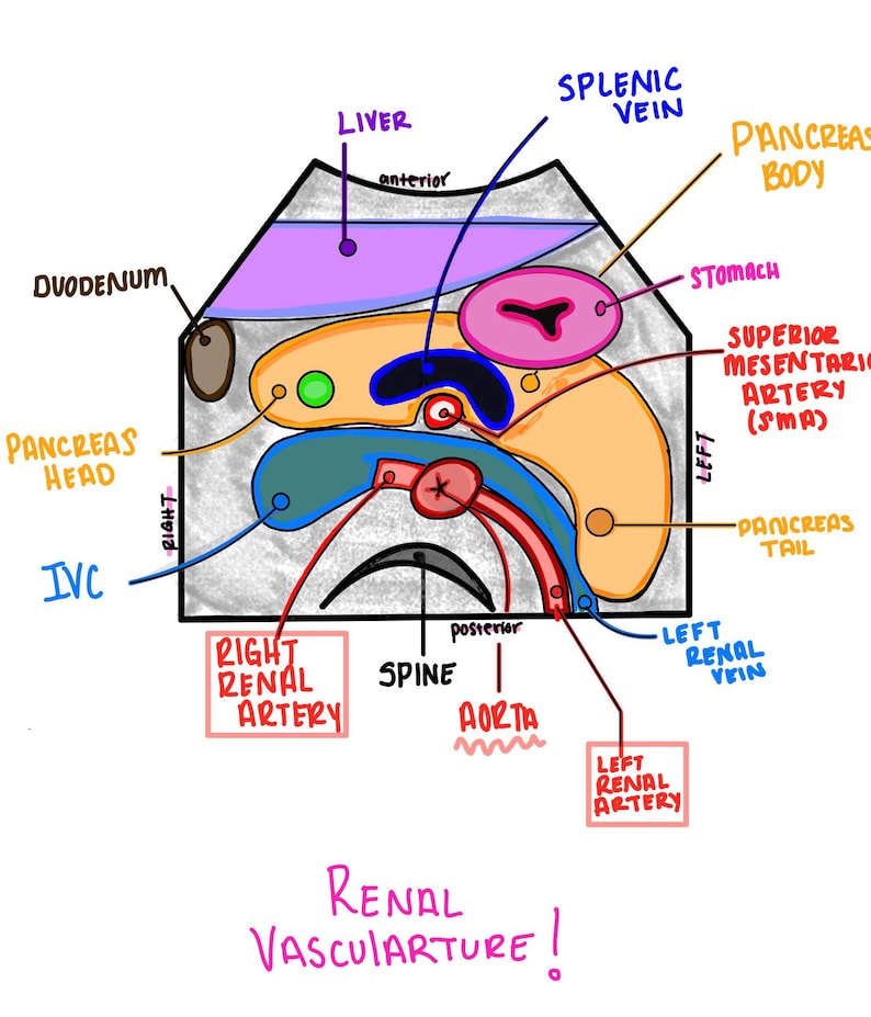 May include: Anatomical illustration of the renal vasculature, featuring labeled diagrams of the liver, pancreas, stomach, and major blood vessels. The text "Renal Vasculature!" is written in pink at the bottom.