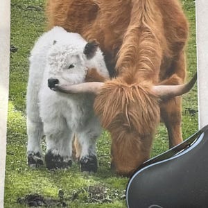 May include: A mousepad featuring a Highland cow and a white calf grazing on green grass. The adult cow has long, shaggy, reddish-brown fur, while the calf is white. A black computer mouse is in the lower right corner.