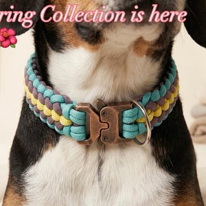 May include: A dog wearing a braided collar with teal, yellow, and purple accents. The collar has a bronze-coloured metal clasp. The text "Spring Collection is here" is displayed above the dog.
