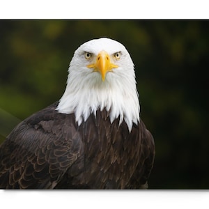 May include: A close-up of a bald eagle with white head and neck feathers, a yellow beak, and dark brown body feathers. The eagle is set against a blurred green and dark background.