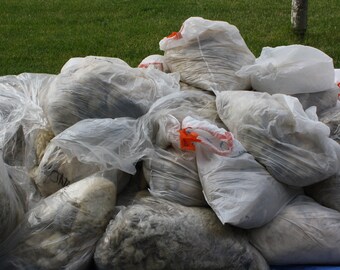 SALE*Raw Icelandic Fleece Whole Fleece SALE RAW Wool