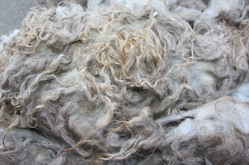 Whole Raw Icelandic Fleece Beautiful!